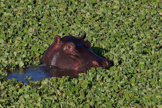 067 Kenia, Masai Mara, nijlpaard.jpg